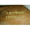 哪里的大青葉櫻桃種子嫁接櫻桃櫻花最好？鑫田苗圃13935922521