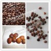 皂角種子專業(yè)供應(yīng)的無(wú)陳種次種不坑農(nóng)害農(nóng)