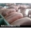 生豬催肥，豬牛羊促長增重產(chǎn)品較好的選擇克侖巴安