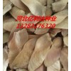 元寶楓籽50噸大貨質(zhì)量一流,歡迎新老客戶訂購(gòu)元寶楓價(jià)格