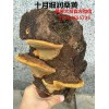 桑黃功效,桑黃價(jià)格,十月細(xì)潤