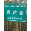 大量供應(yīng)石榴樹(shù)苗  果木樹(shù)苗  優(yōu)質(zhì)樹(shù)苗