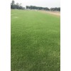 成都混播草草坪價格|成都混播草草坪多少錢|成都混播草坪批發(fā)廠家|永利供