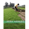 成都雜交狗牙根|成都供應(yīng)狗牙根|成都批發(fā)狗牙根|永利供