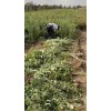 供應高產(chǎn)藥用連翹苗1年2年3年苗圃批發(fā)