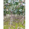 山楂樹2公分2.5公分3公分定植的量大價優(yōu)歡迎老板合作